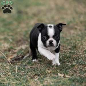 Pansy, Boston Terrier Puppy